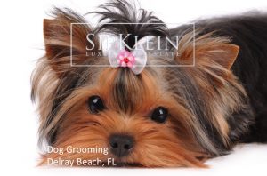 Dog Grooming in Delray Beach - Sipklein.com Luxury Real Estate
