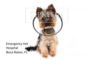 Emergency Pet Care Boca Raton - SipKlein.com Luxury Real Estate