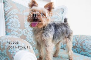 Pet Grooming Boca Raton - Sipklein.com Luxury Real Estate