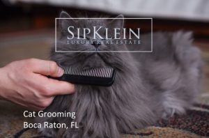 Pet Grooming for Cats in Boca Raton - Sipklein.com Luxury Real Estate