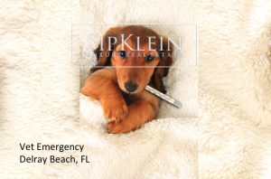 Pet Hospitals Delray Beach - SipKlein.com Luxury Real Esta