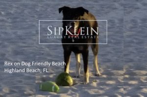 Emergency Pet Care Boca Raton - SipKlein.com Luxury Real Estate