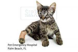 Vet Emergency Boca Raton - SipKlein.com Luxury Real Estate